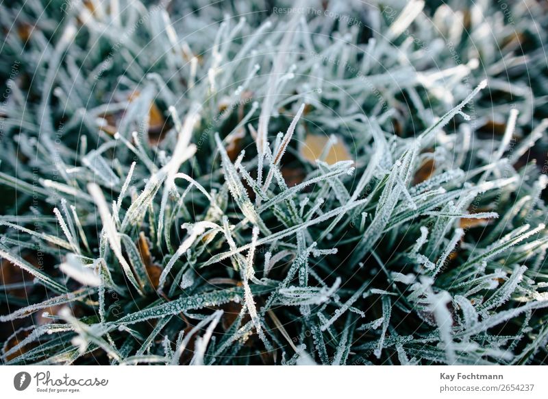 Nahaufnahme von gefrorenem Gras Herbst schön Botanik braun kühl kalt Farbe Dezember Umwelt fallen Flora Laubwerk Frost frostig Boden Raureif Eis eisig Rasen