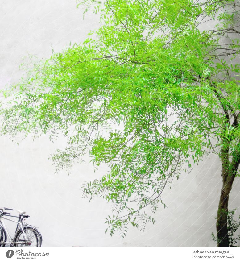 es grünt so grün. Umwelt Natur Frühling Pflanze Baum Grünpflanze Haus weiß "Baum Stamm Fahrrad Wand Beton" Farbfoto Außenaufnahme Tag Starke Tiefenschärfe