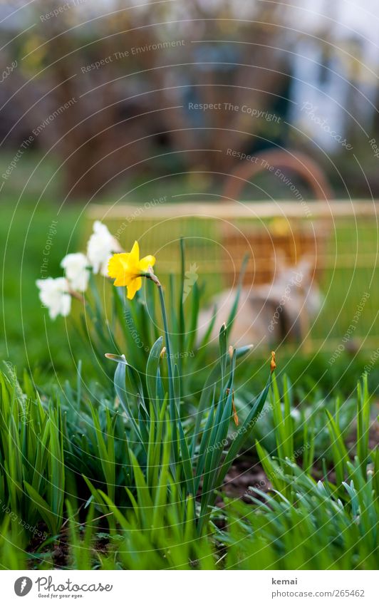 Ostern will be back Umwelt Natur Landschaft Pflanze Frühling Schönes Wetter Blume Gras Blatt Blüte Grünpflanze Gelbe Narzisse Garten Haustier Hase & Kaninchen