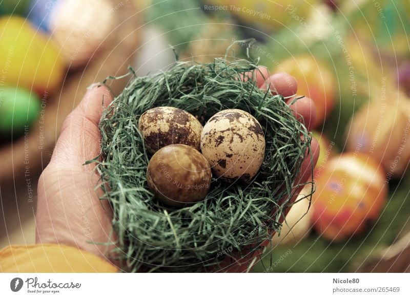 Tripple Eggs Natur Beginn Ostern Osternest Ei Eierschale Nest 3 Wachtelei zerbrechlich Schutz Hand festhalten Farbfoto Innenaufnahme Menschenleer Tag