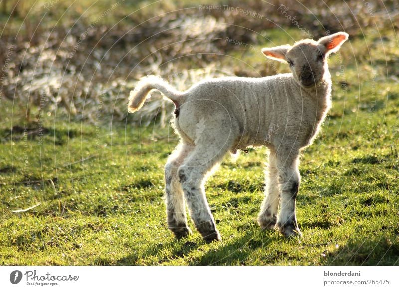 "Dolly" Wurstwaren Haare & Frisuren sportlich Umwelt Frühling Wiese Feld weißhaarig Haustier Nutztier Schaf Lamm 1 Tier Tierjunges stehen kuschlig dünn