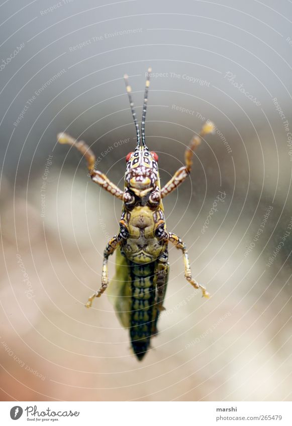 da klebt was... Tier 1 braun gelb Muster Heuschrecke Fühler Beine Ekel kleben frontal Insekt Insektenschutz bauchansicht Froschperspektive Farbfoto