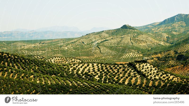 Sierra Subbética [XXXVII] Oliven Olivenöl Landwirtschaft Forstwirtschaft Natur Landschaft Baum Nutzpflanze Olivenbaum Feld Hügel Olivenhain Olivenernte Cordoba