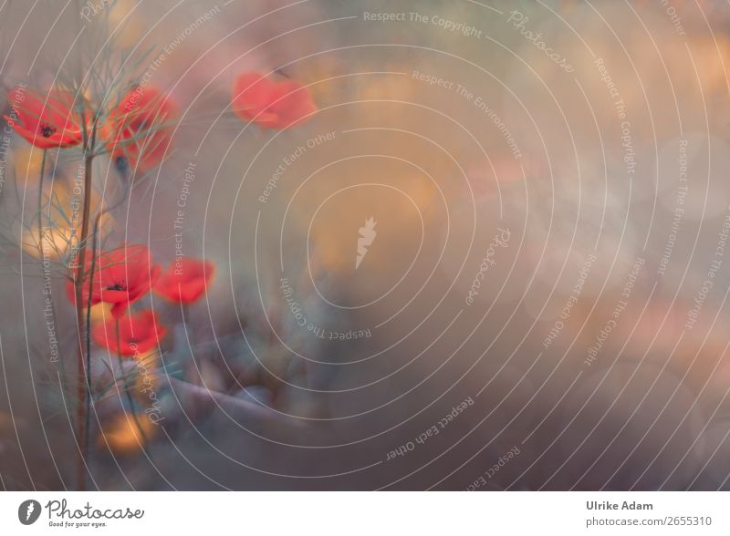 Mohn (Papaver) - Blumen und Natur elegant Stil Design Wellness harmonisch Wohlgefühl Erholung Meditation Spa Dekoration & Verzierung Tapete Postkarte