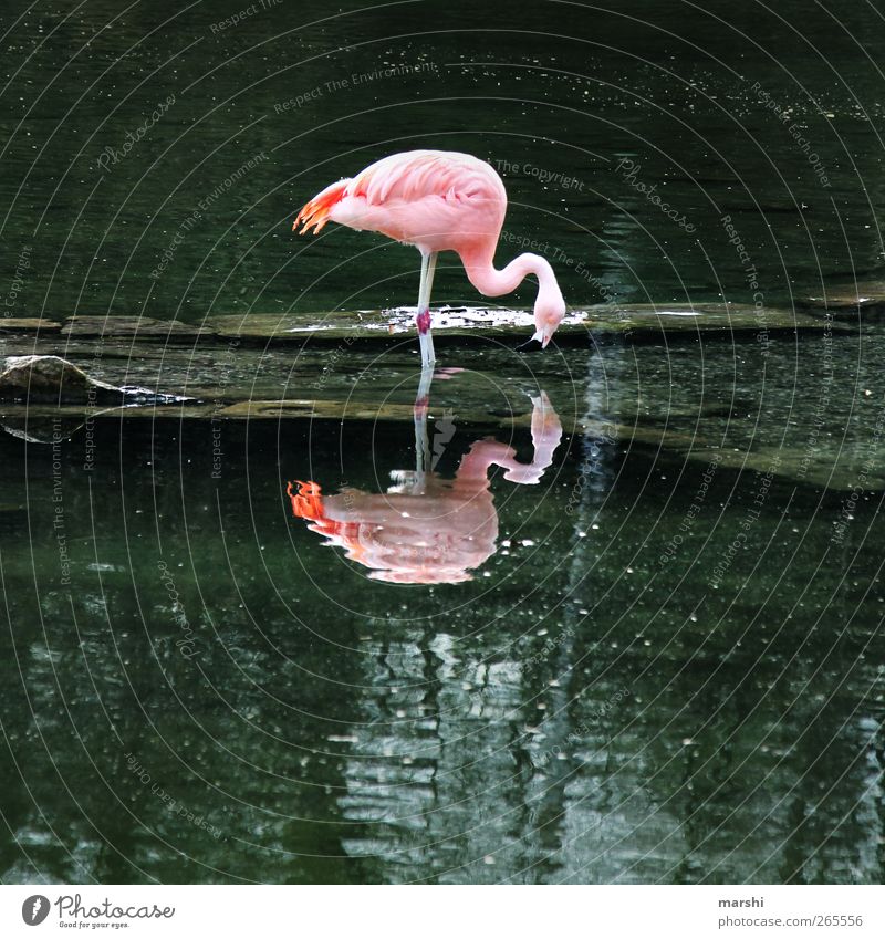 FlamingoDouble Natur Landschaft Pflanze Tier Park Küste See Bach Zoo 1 rosa Wasseroberfläche Reflexion & Spiegelung Fressen paarweise Farbfoto Außenaufnahme Tag