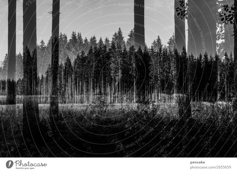 komplex | parallelwelt Natur Landschaft Wald dunkel Doppelbelichtung Schwarzweißfoto Außenaufnahme Experiment Textfreiraum unten Panorama (Aussicht)