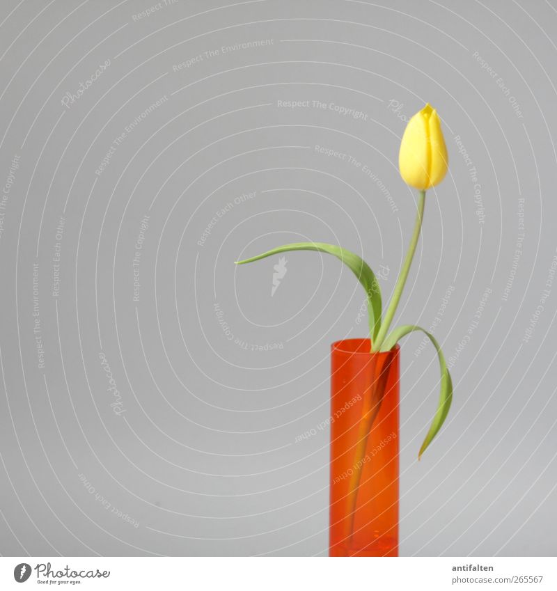 Elegante Tulpe Pflanze Blume Blatt Blüte Dekoration & Verzierung Blumenstrauß Vase Blumenvase Glas Duft elegant schön gelb grau grün Fröhlichkeit
