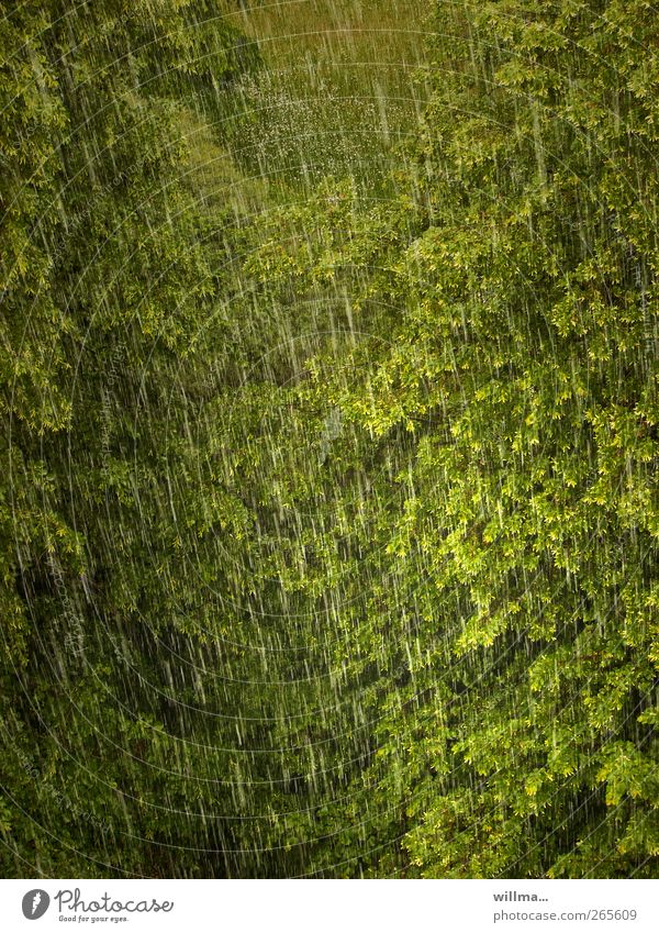 Regen bringt Segen Baum Umwelt Natur Klima Wetter schlechtes Wetter Unwetter Wald nass grün Regenwetter