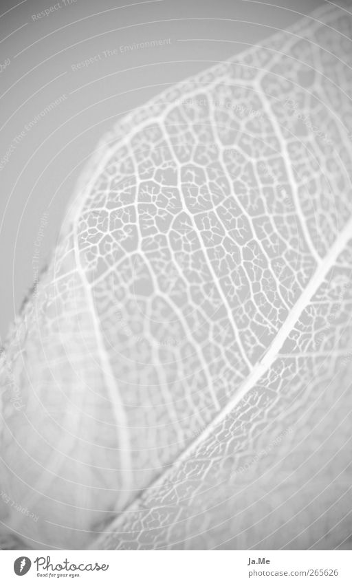 Blattskelett Natur Pflanze ästhetisch dünn weiß Bildausschnitt Anschnitt Blattadern Vor hellem Hintergrund filigran netzartig Netzwerk Schwarzweißfoto