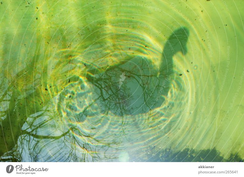 88 | Schattenseiten Umwelt Natur Urelemente Wasser Tier Vogel Schwan nass natürlich Farbfoto mehrfarbig Außenaufnahme Tag Licht Lichterscheinung Sonnenlicht