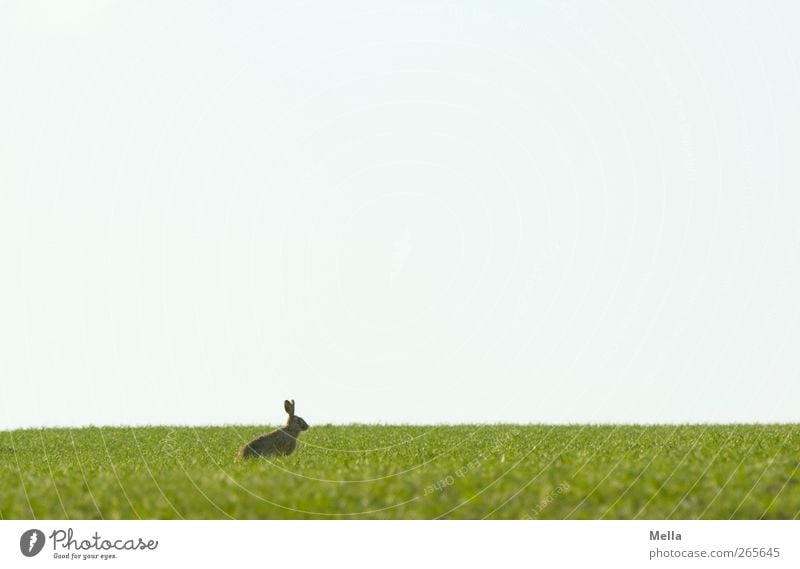 Last Rabbit standing Ostern Osterhase Umwelt Natur Landschaft Tier Frühling Wiese Feld Wildtier Hase & Kaninchen 1 hocken Blick sitzen frei natürlich Neugier