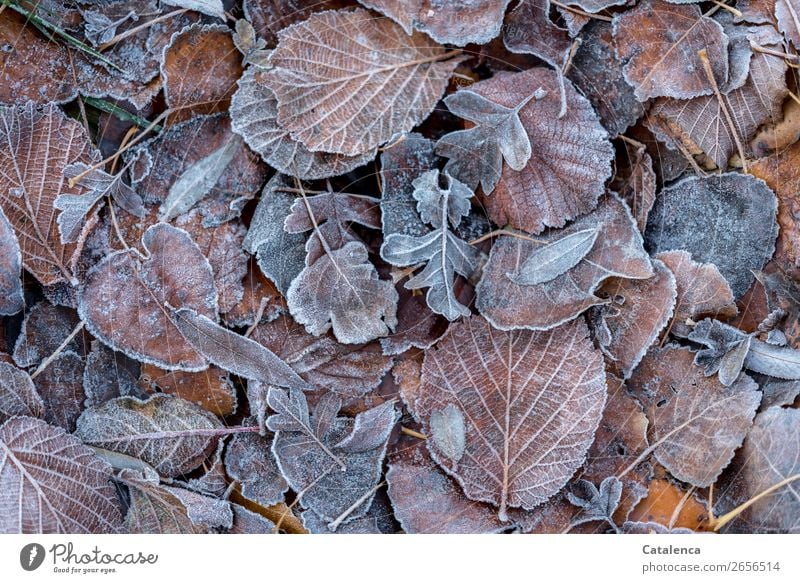 Raureif bedeckt das Laub am Boden Natur Pflanze Winter Eis Frost Blatt Garten Wald frieren kalt braun orange silber ruhig Jahreszeiten Endzeitstimmung