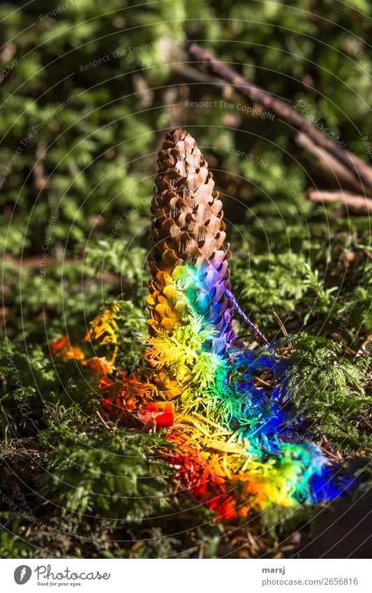 Junk | sinnlos Natur Herbst Moos Fichtenzapfen Zapfen Zeichen leuchten stehen rebellisch trashig Frieden regenbogenfarben knallig mehrfarbig seltsam