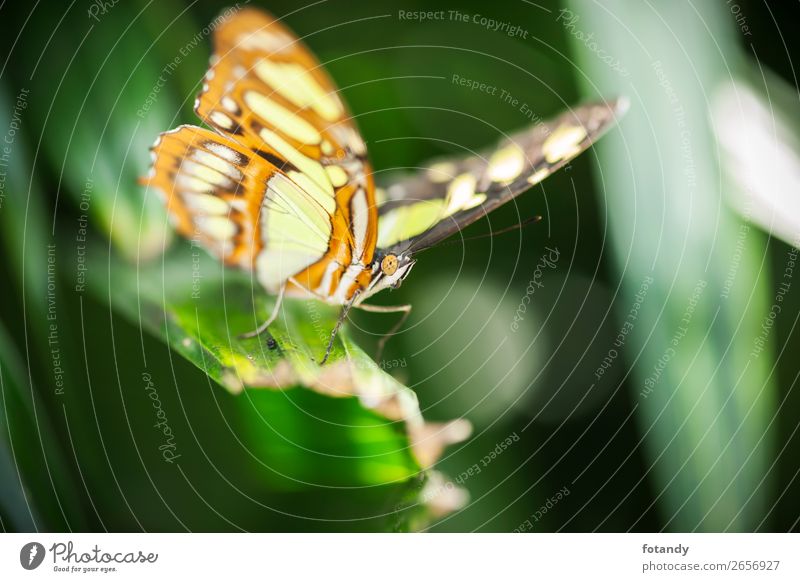 Siproeta stelenes_Front side view_Malachitfalter Natur Tier Wildtier Schmetterling Flügel 1 elegant nah natürlich mehrfarbig gelb grün frontal Insekt Edelfalter