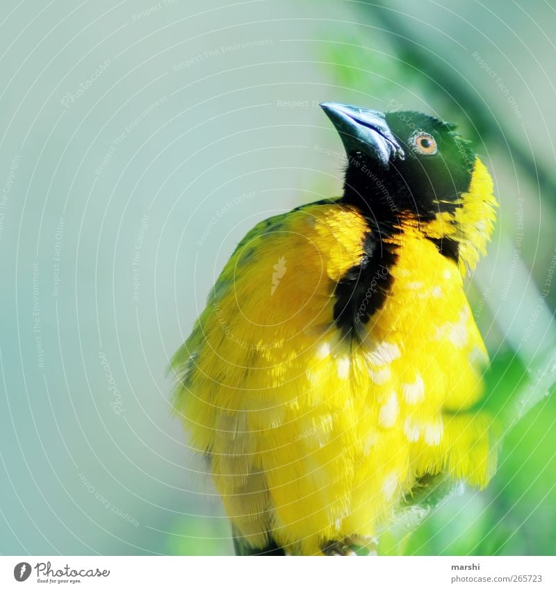 gelb gefiedert Vogel Flügel Zoo Schnabel Feder exotisch Farbfoto Außenaufnahme Tierporträt