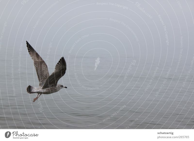 Frei wie ein Vogel Umwelt Natur Luft Wasser schlechtes Wetter Nebel Ostsee Meer Tier Flügel Möwe 1 frei grau Gelassenheit ruhig Glaube Traurigkeit Sehnsucht