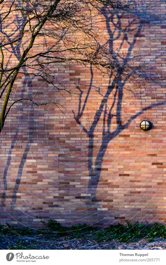 Schatten an der Wand Pflanze Schönes Wetter Baum Menschenleer Industrieanlage Fabrik Mauer Fassade Stein Beton authentisch Kraft Vertrauen Zufriedenheit
