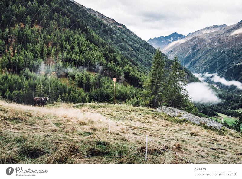 Zwieselstein | E5 Abenteuer wandern Natur Landschaft Wolken Herbst Wald Alpen Berge u. Gebirge Kuh nachhaltig natürlich grün Einsamkeit Idylle Umwelt