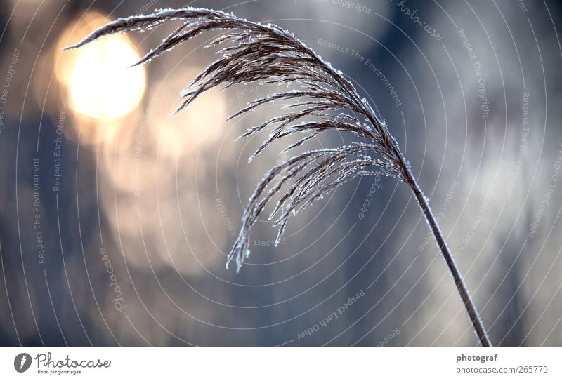 Winter Raureif Eiskristall Schneekristall Pflanze Vor hellem Hintergrund Freisteller kalt Frost