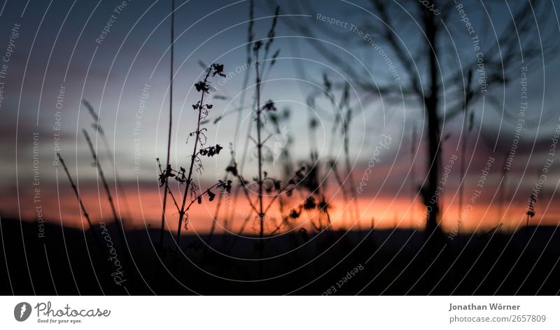 Sunset Natur Landschaft Pflanze Himmel Sonnenaufgang Sonnenuntergang Sträucher orange Farbfoto Außenaufnahme Menschenleer Textfreiraum unten Abend Dämmerung