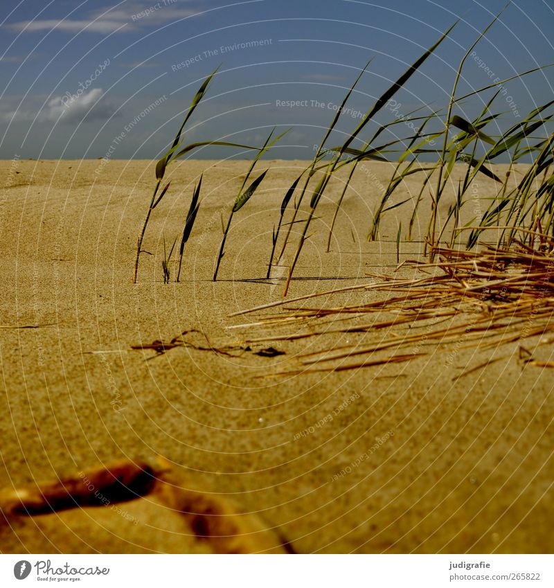 Küste Umwelt Natur Landschaft Pflanze Himmel Schönes Wetter Gras Strand Ostsee Sand natürlich Wärme wild Erholung ruhig Ferien & Urlaub & Reisen Farbfoto