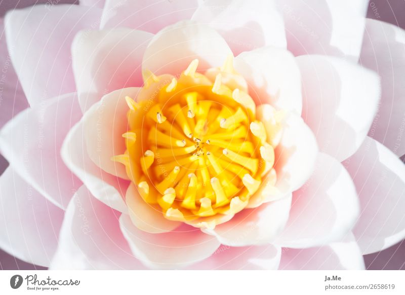 Im Namen der Seerose Natur Pflanze Frühling Sommer Blume Rose Blüte Seerosen Wasserpflanze Garten Park Teich Duft elegant exotisch schön gelb rosa weiß