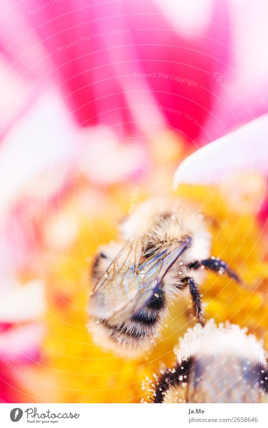 Biene bei der Arbeit Umwelt Natur Pflanze Tier Frühling Sommer Rose Blüte Nutzpflanze Wildpflanze Garten Park Wiese Wildtier Flügel Honigbiene Hummel Insekt