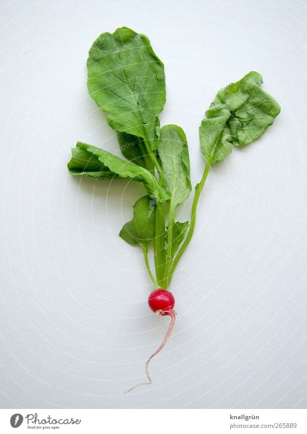 Radieschen Lebensmittel Gemüse Ernährung Bioprodukte Vegetarische Ernährung Diät Gesundheit frisch lecker natürlich rund grün rot weiß genießen Natur Blatt