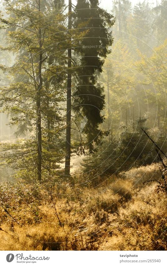 magischer Morgen schön Sonne Tapete wandern Umwelt Natur Landschaft Sonnenaufgang Sonnenuntergang Herbst Wetter Schönes Wetter Nebel Baum Blatt Wald ästhetisch