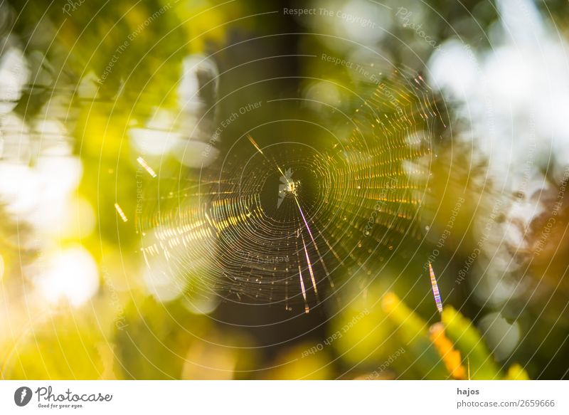 Spinnennetz im Herbst im Gegenlicht Natur gelb grün Idylle insekt Wald strahlend hell Tier Polen Farbfoto Außenaufnahme Nahaufnahme Makroaufnahme Menschenleer