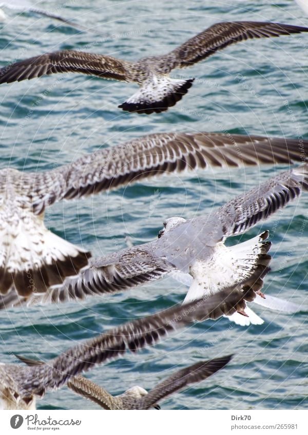 Feierabendflugverkehr Tier Wasser Wind Wellen Meer Mittelmeer Barcelona Spanien Europa Hafen Wildtier Vogel Flügel Möwe Silbermöwe Tierjunges Möwenvögel Feder