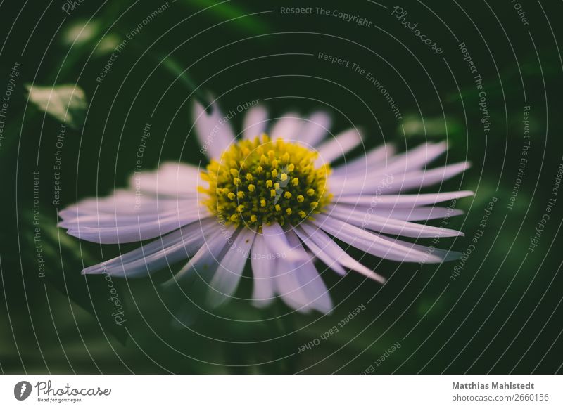 Makroaufnahme einer Blüte Umwelt Natur Pflanze Sommer Blühend Duft natürlich gelb grün weiß Farbe Idylle schön Wachstum Farbfoto Gedeckte Farben Außenaufnahme