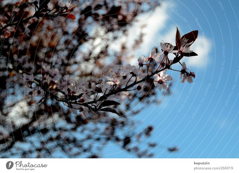 April Natur Pflanze Luft Himmel Wolken Sonnenlicht Frühling Klima Wetter Schönes Wetter Baum Blume Sträucher Blatt Blüte Nutzpflanze Garten Park blau mehrfarbig