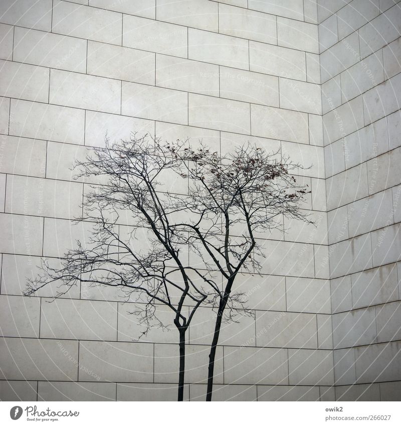 Platzangst Pflanze Baum Ast Zweige u. Äste Bauwerk Gebäude Architektur Mauer Wand Fassade Sandstein einfach stehen Wachstum warten bedrohlich eckig groß
