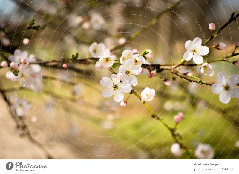 Heile Welt Umwelt Natur Landschaft Pflanze Frühling Schönes Wetter Baum Blüte Park Blühend Duft Freundlichkeit frisch natürlich schön Wärme rosa weiß