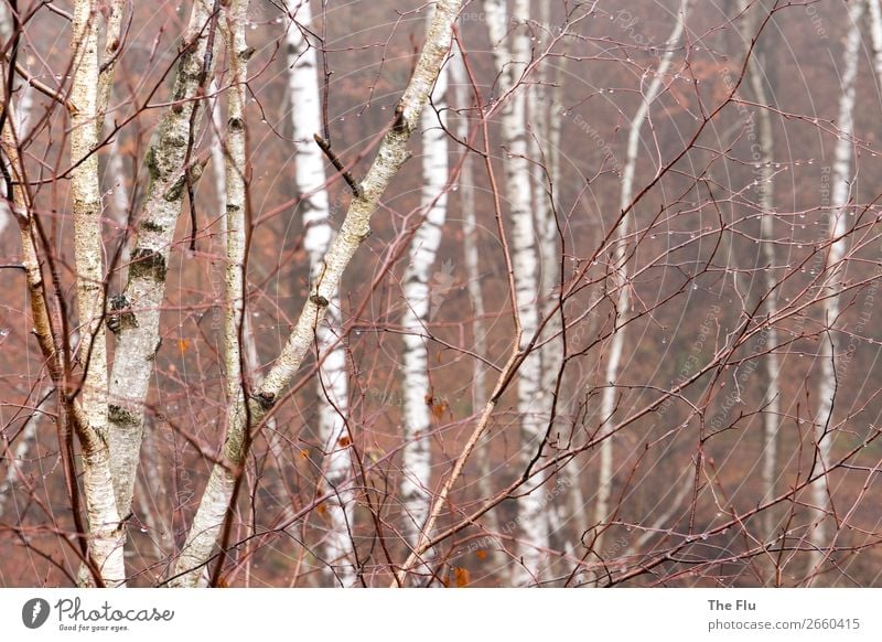 Novemberblues Umwelt Natur Pflanze Herbst Regen Wald Holz wandern braun schwarz weiß Traurigkeit Einsamkeit kalt Klima Stimmung träumen Vergänglichkeit Birke