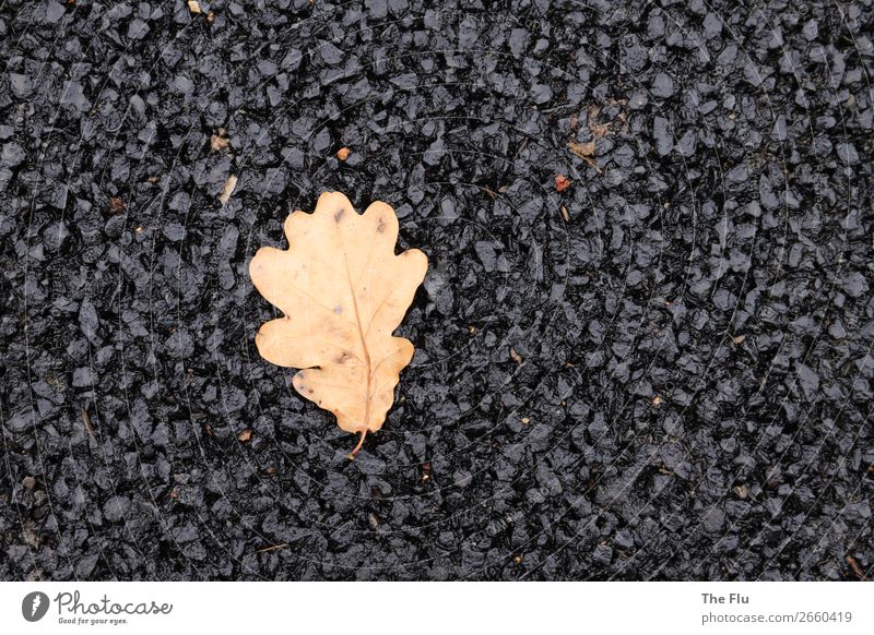Verloren in der Asphaltwüste Pflanze Herbst Blatt Straße warten trocken braun schwarz Einsamkeit elegant Endzeitstimmung Umweltverschmutzung Umweltschutz