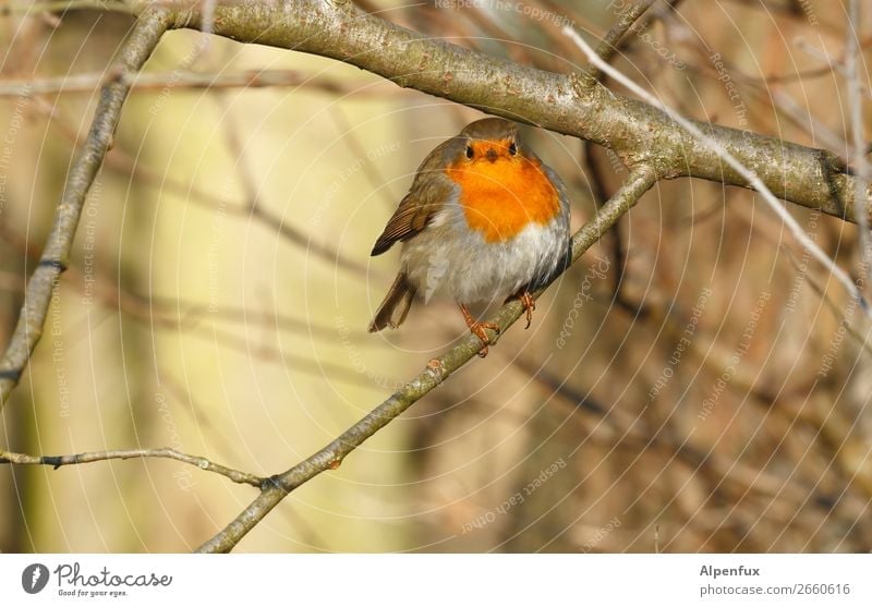 Einsame Weihnachten Oder Ein Kleines Rotkehlchen Sitzt Auf Der Obersten Sprosse Einer Leiter Und Schaut Sich Um Ein Lizenzfreies Stock Foto Von Photocase