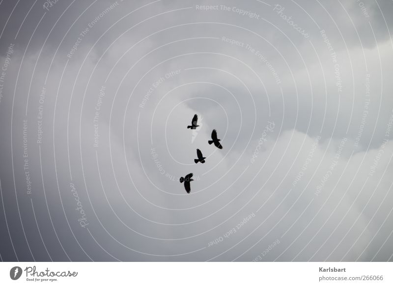 die Räuber. Himmel Wolken Tier Wildtier Vogel Krähe Rabenvögel 4 Tiergruppe fliegen Bewegung Vogelflug Wolkenhimmel Flügel Farbfoto Außenaufnahme Menschenleer