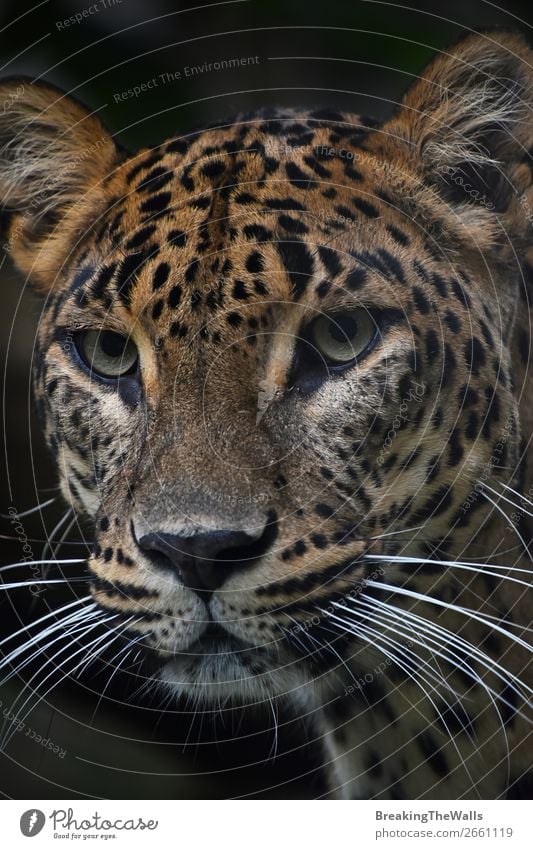 Nahaufnahme Portrait des Persischen Leoparden Natur Tier Wildtier Katze Tiergesicht Zoo 1 dunkel wild Schnauze starren Tierwelt Säugetier Raubtier