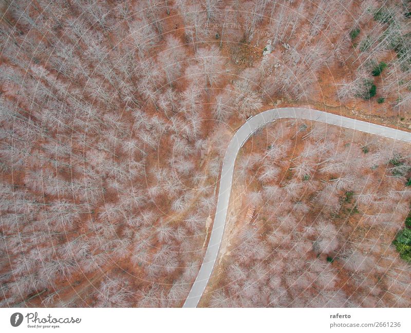 Luftaufnahme einer leeren Straße im Wald schön Ferien & Urlaub & Reisen Ausflug Abenteuer Natur Landschaft Wind Baum Fluggerät fahren außergewöhnlich natürlich