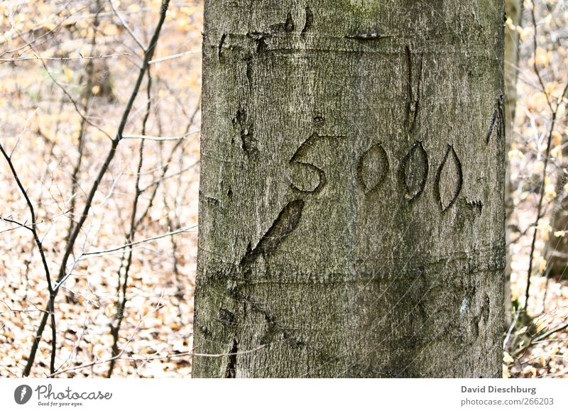 Volkszählung Natur Pflanze Herbst Baum Wald Holz Zeichen Ziffern & Zahlen 5000 Bestandsaufnahme Baumrinde Baumstamm geschnitzt hell zählen Farbfoto