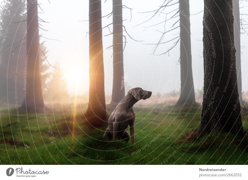 Im Nebelwald Jagd Ausflug Freiheit wandern Natur Landschaft Urelemente Regen Baum Gras Moos Wald Haustier Hund beobachten Spielen ästhetisch Freundlichkeit