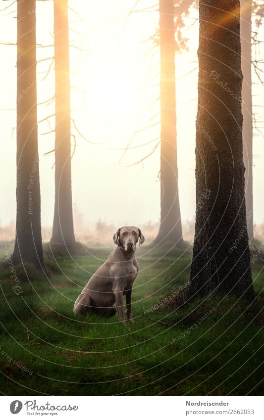 Weimaraner Jagdhund auf einer Waldwiese rasse outdoor natur landschaft tierportrait abruf baum sonnenschein freiheit ländlich edel freund loyalität spaß freude