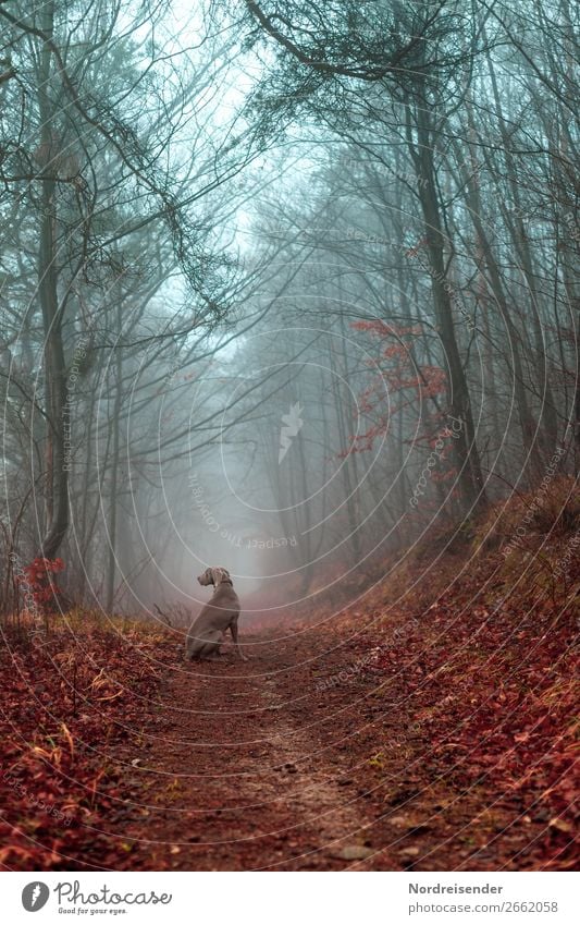 Herbstwald Im Nebel Jagd Ein Lizenzfreies Stock Foto Von Photocase