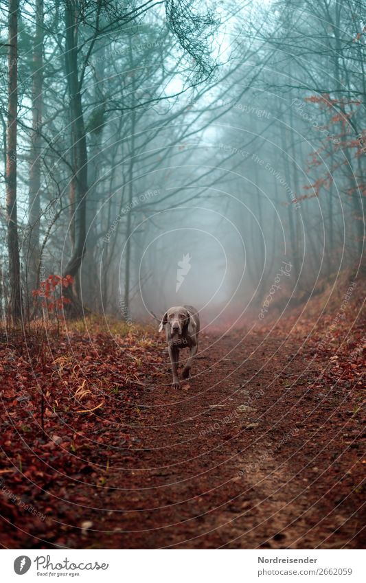 Überraschung | jetzt gibt es ein Leckerli Jagd Ausflug wandern Natur Landschaft Herbst Nebel Regen Baum Wald Straße Wege & Pfade Tier Haustier Hund laufen