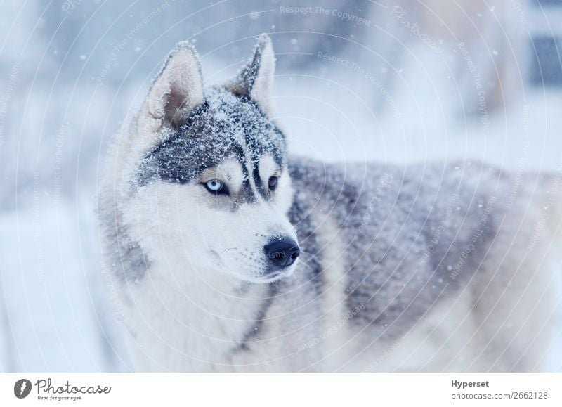 Schneeflocken auf dem Kopf sibirischer Husky Winter Schneefall Hund grau weiß zweiäugig kalt blaues Auge Frost Schnee auf der Nase Körperhaltung Außenbereich