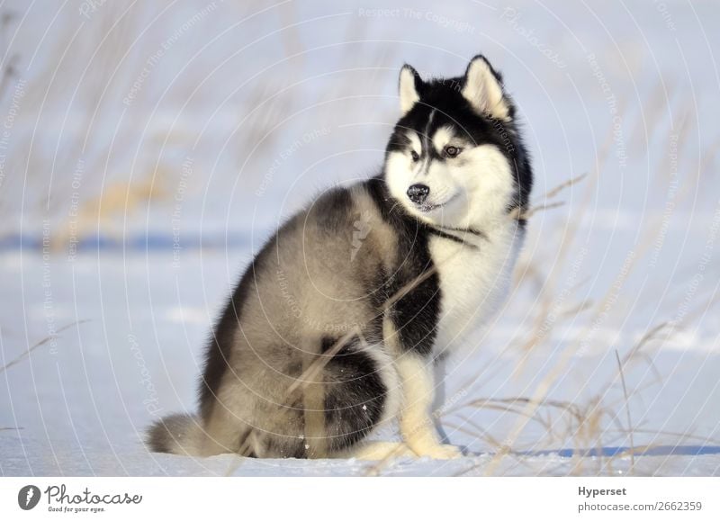Sibirischer Husky schwarz-weißer flauschiger Wollwelpe Winter Schnee Hund sitzen grau kalt Frost sibirischer Husky Schnee auf der Nase Körperhaltung Reinrassig