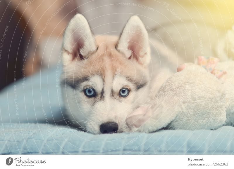 Sibirischer Husky-Welpe mit blauen Augen, reinrassig auf dem Bett liegend. Tier Pelzmantel Haustier Hund Spielzeug klein lustig niedlich grau schwarz weiß jung