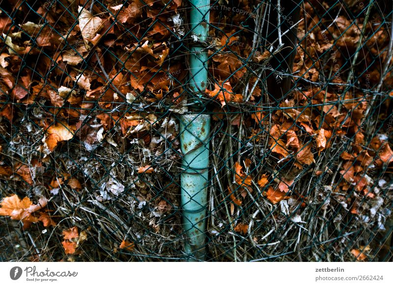 Alte Blätter Berlin Herbst Herbstlaub Blatt November Oktober Park Stadt Stadtleben Vorstadt Kompost schicht Isolierung (Material) Haufen Zaun Maschendrahtzaun